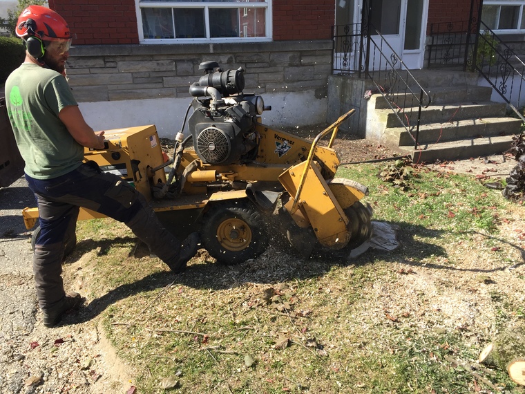 Dessouchage à Sherbrooke