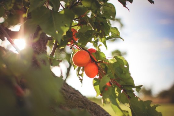 fertilisation d'arbre Sherbrooke