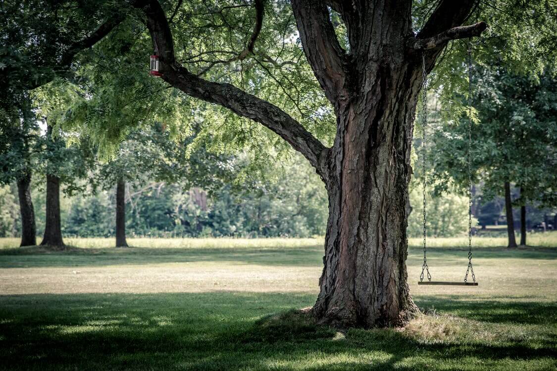 L,importance des arbres au niveau social