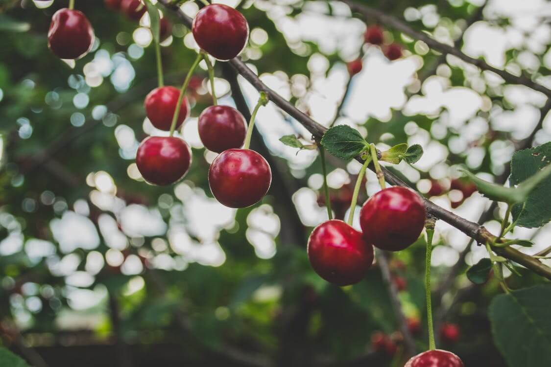 L'importance des arbres au niveau économique