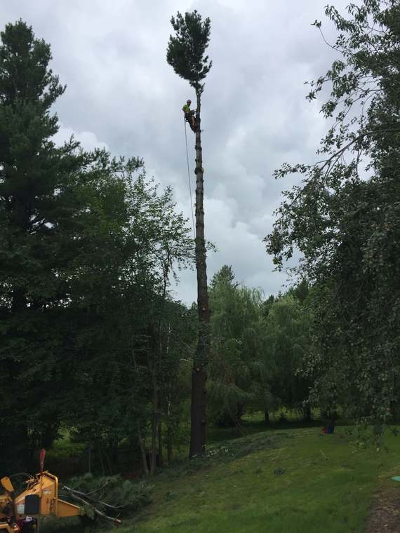 Abattage d'arbre à Ascot Corner