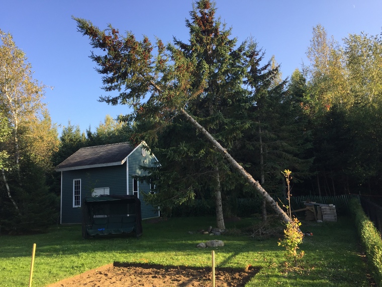 Abattage d'arbre par le pied