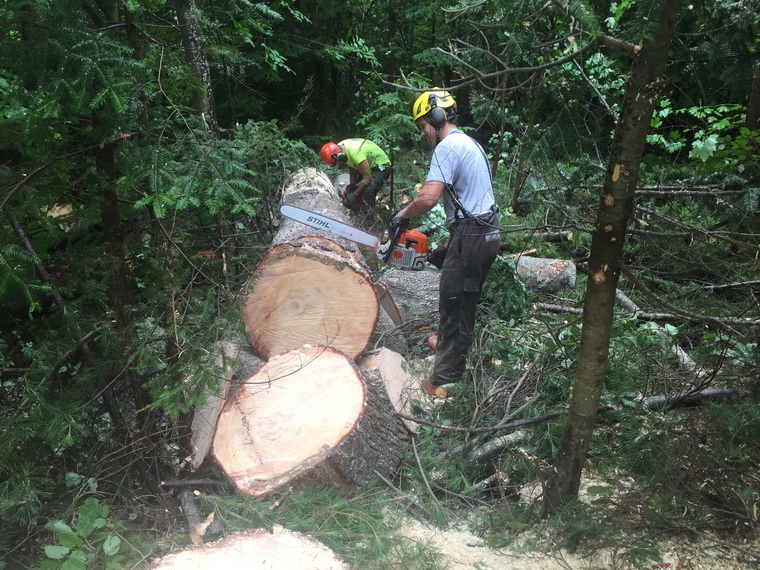 Abattage d'arbre à Magog en Estrie