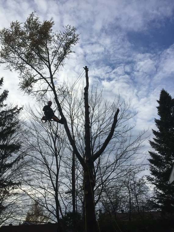 Abattage d'arbre dans le Nord de Sherbrooke