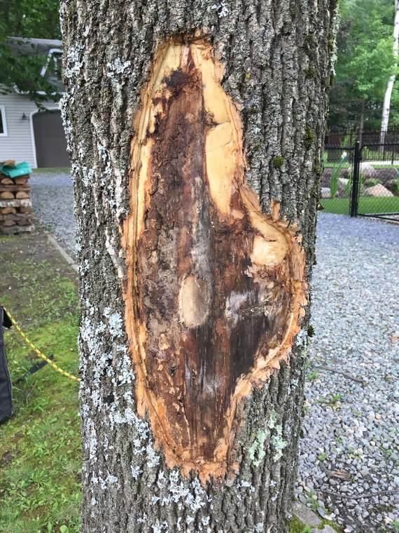 Mastic d'émondage, bon pour l'arbre?