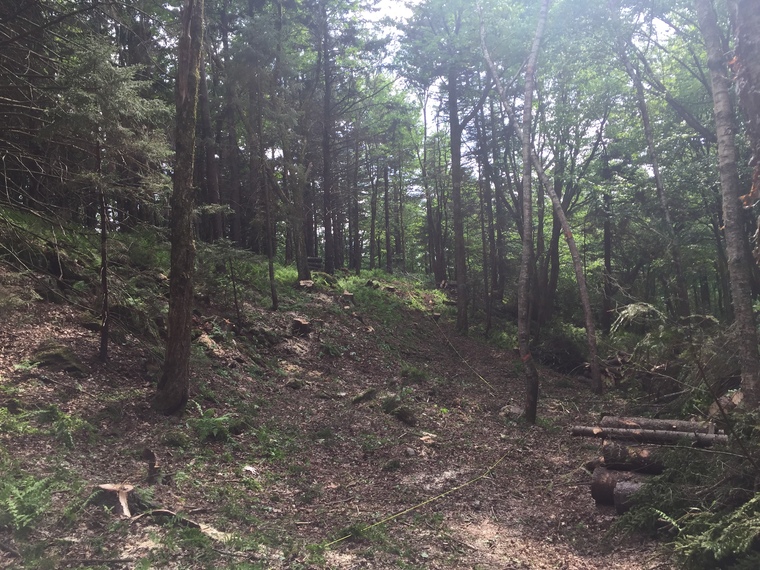 Déboisement et aménagement de forêt à Sherbrooke.