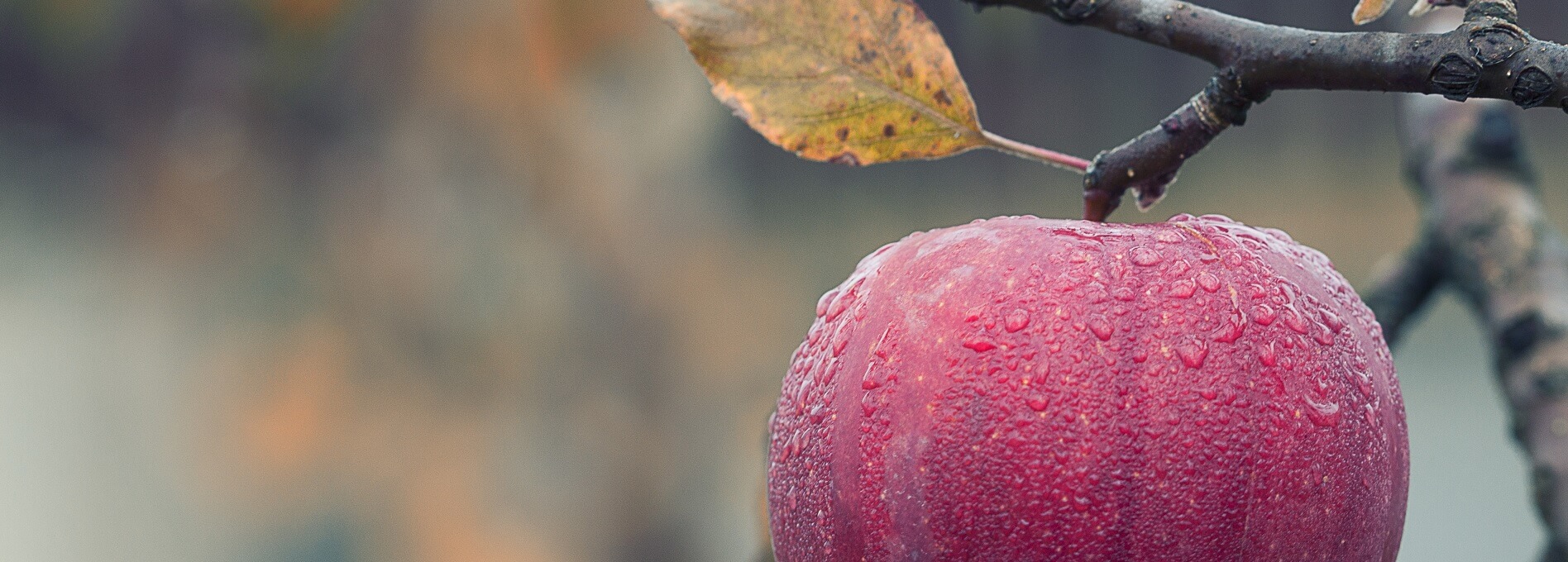 Comment avoir des pommes sans taches