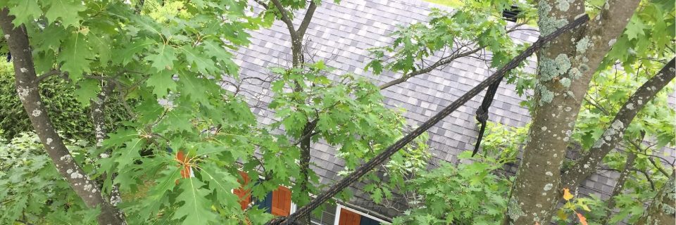 Haubanage
