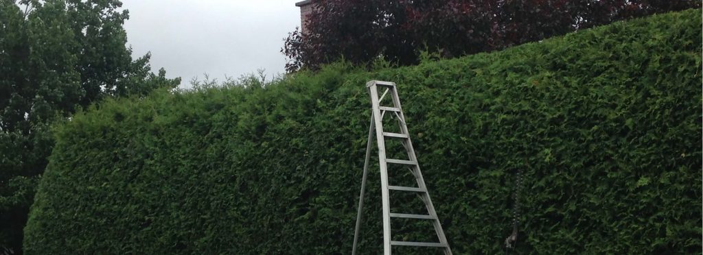 Quand tailler une haie de cèdres