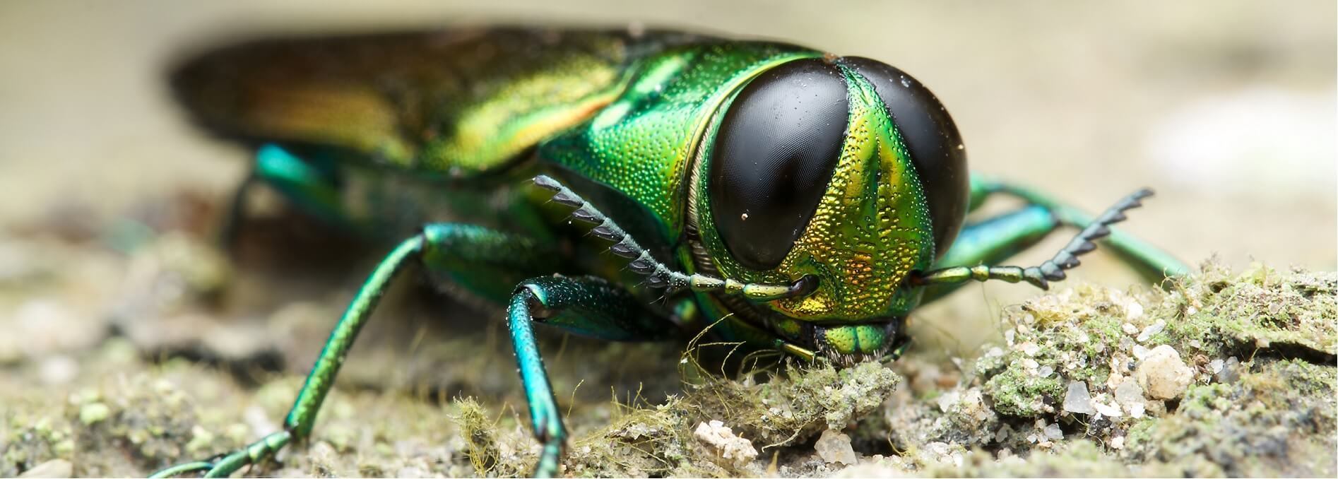 Verti-Go Arboriculture photo 8