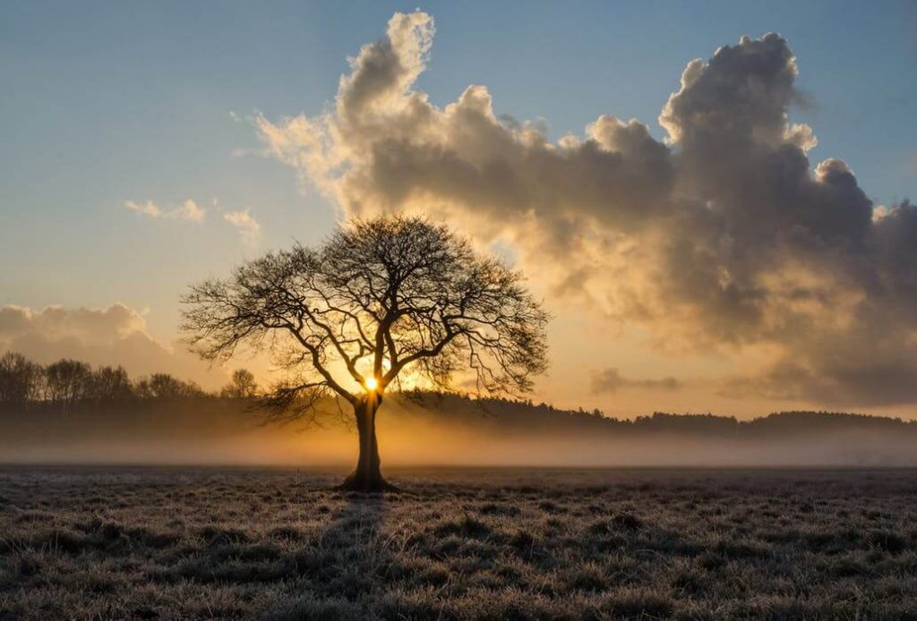 Les différentes formes d'arbre