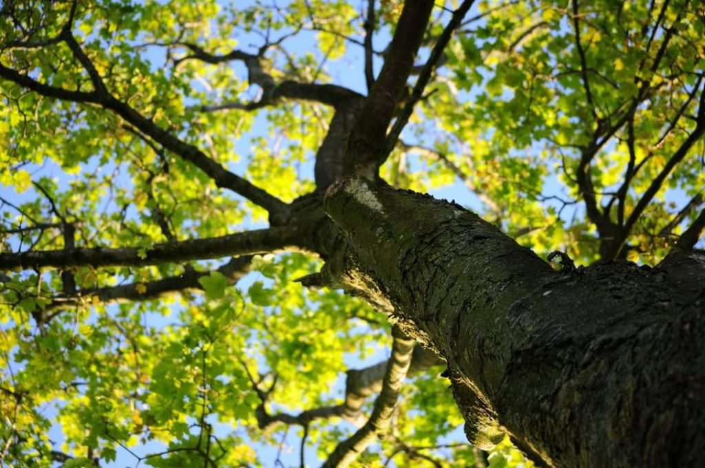 la classification des arbres et des plantes (taxonomie)