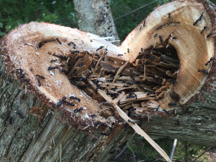 Mastic d'émondage, bon pour l'arbre?