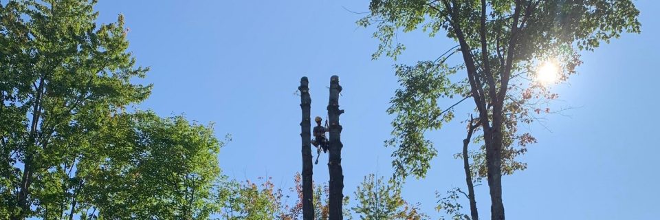 Abattage d'arbres