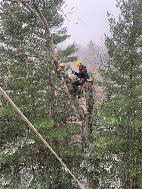 abattage d'arbre estrie