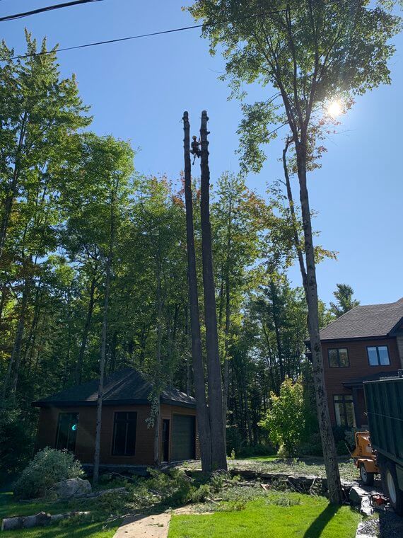 Abattage d'un pin à Sherbrooke