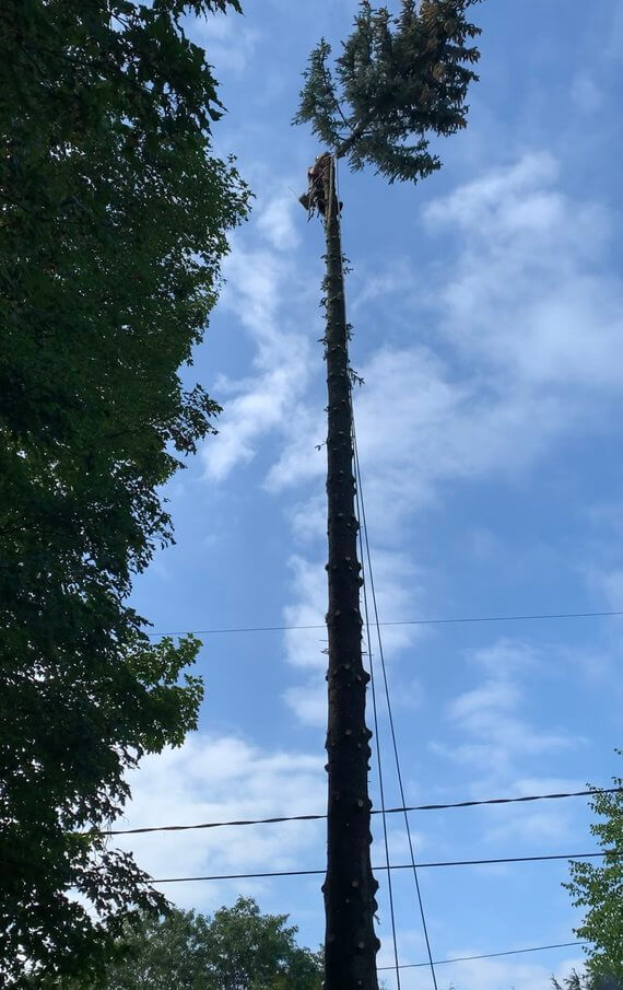 Abattage d'arbre Sherbrooke Abattage d'arbre Sherbrooke