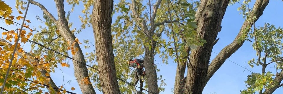 Élagage d'arbres