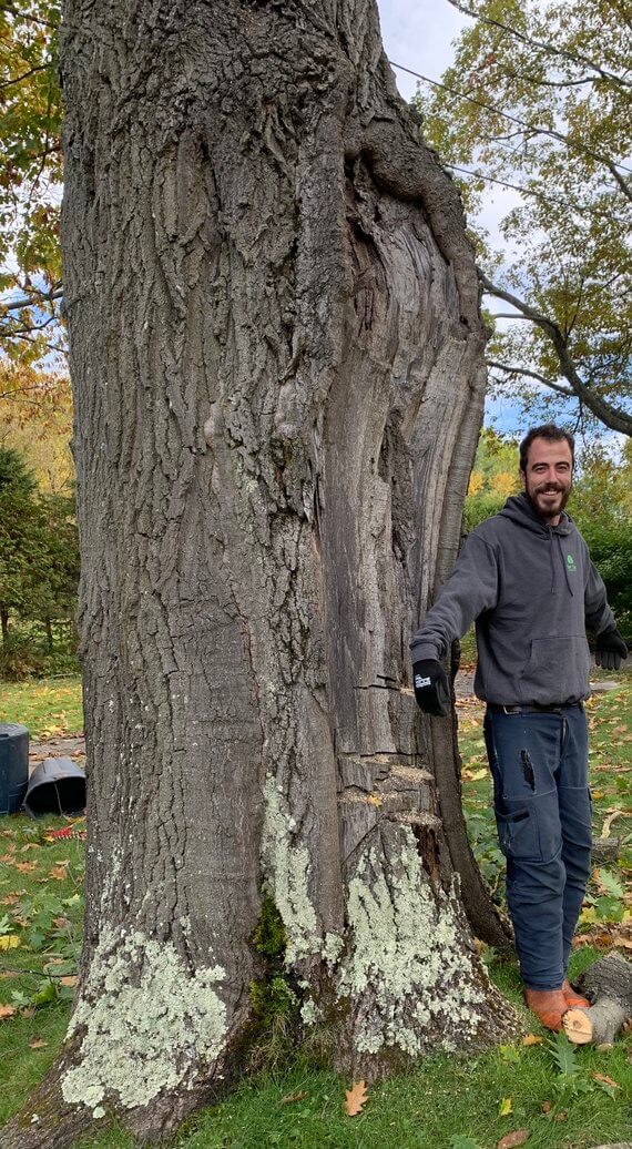 Élagage d'arbre en Estrie