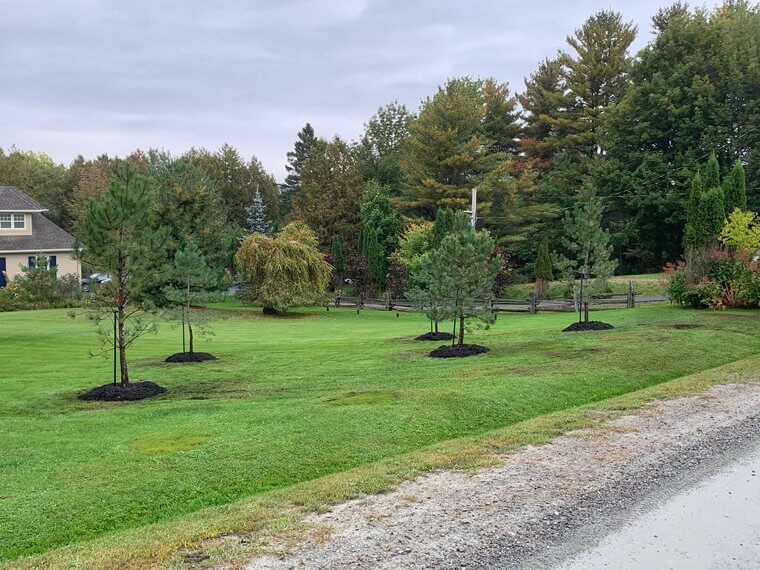 Plantation d'arbre à Sherbrooke