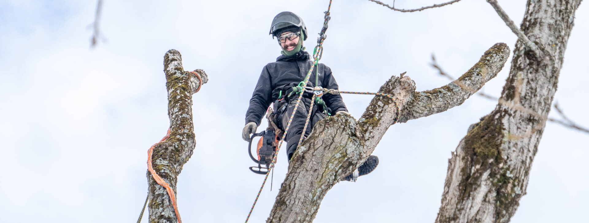 Abattage d'arbre